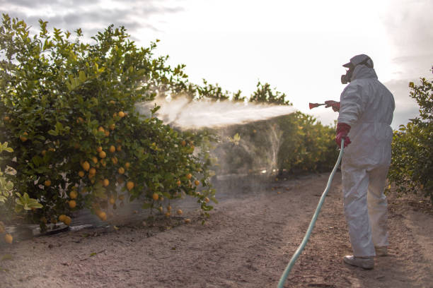 Spider Control Near Me in Sandia Knolls, NM