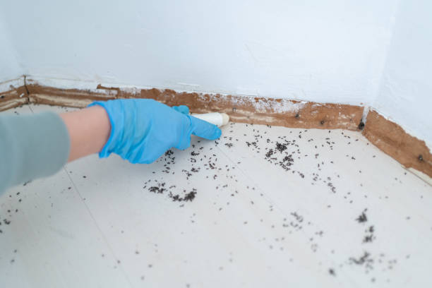 Professional Pest Control in Sandia Knolls, NM